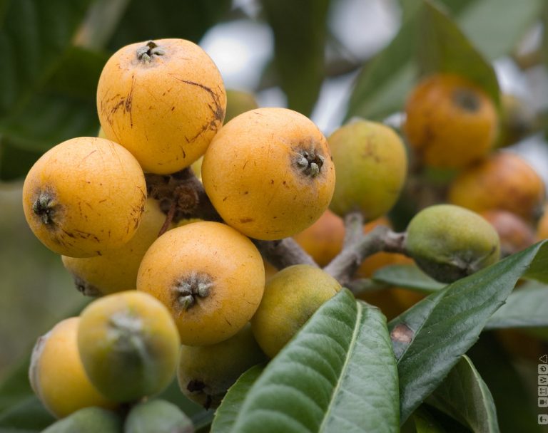 Are Loquats Suitable for People with Diabetes?