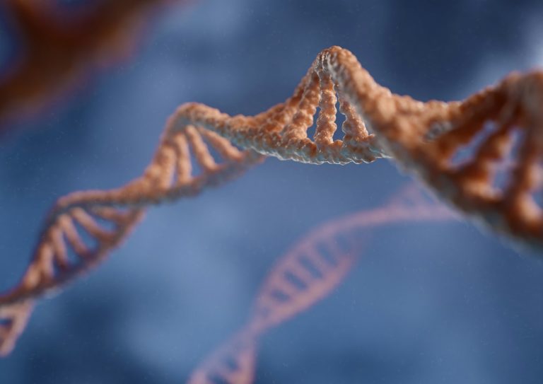 12 Best Foods High in Ellagic Acid for DNA Repair