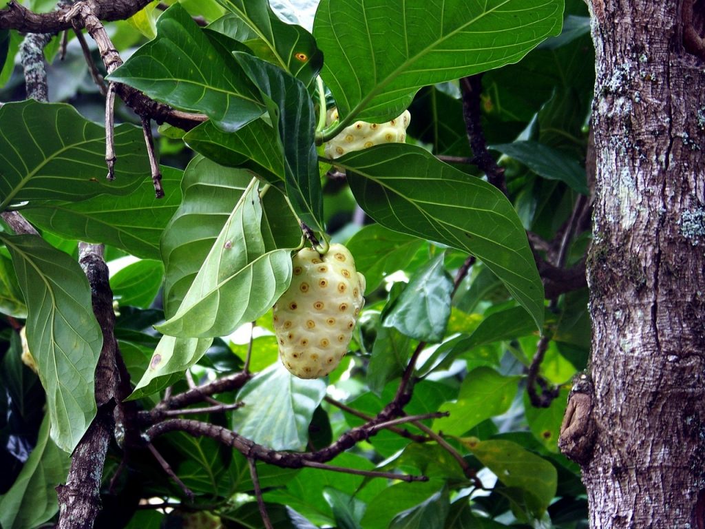 Is Noni Fruit Beneficial for Overall Wellness and Weight Loss