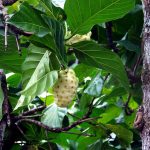 Is Noni Fruit Beneficial for Overall Wellness and Weight Loss