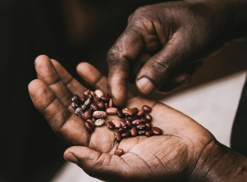 Brown Beans on Palm