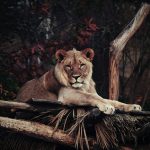 10 Best Countries to Visit in Africa
