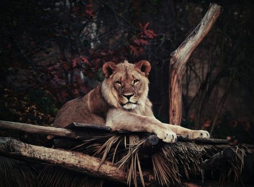 Wildlife Photography of Brown Lion