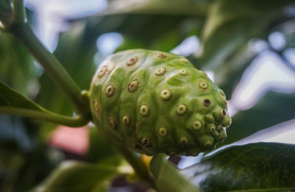 fruit, tree, noni