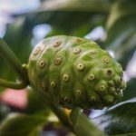 15 Amazing Benefits of Noni Juice