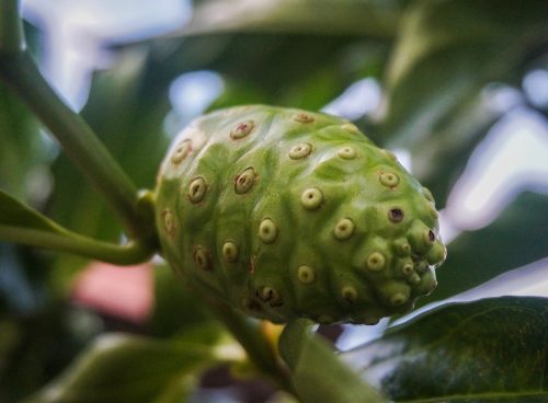 fruit, tree, noni