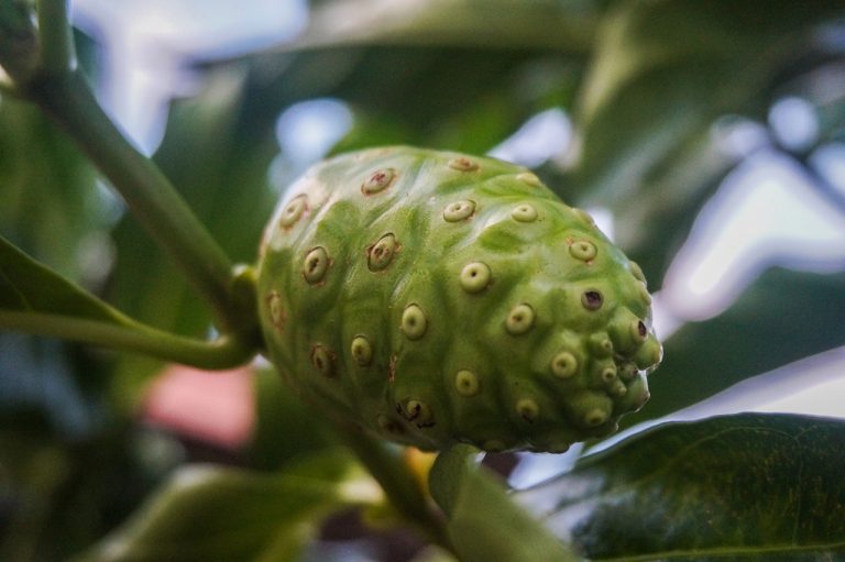15 Amazing Benefits of Noni Juice