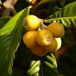 12 Best Health Benefits of Loquat for Women