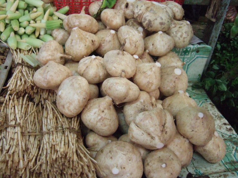 15 Amazing Health Benefits of Yam Beans: A Nutritional Powerhouse for Overall Well-being