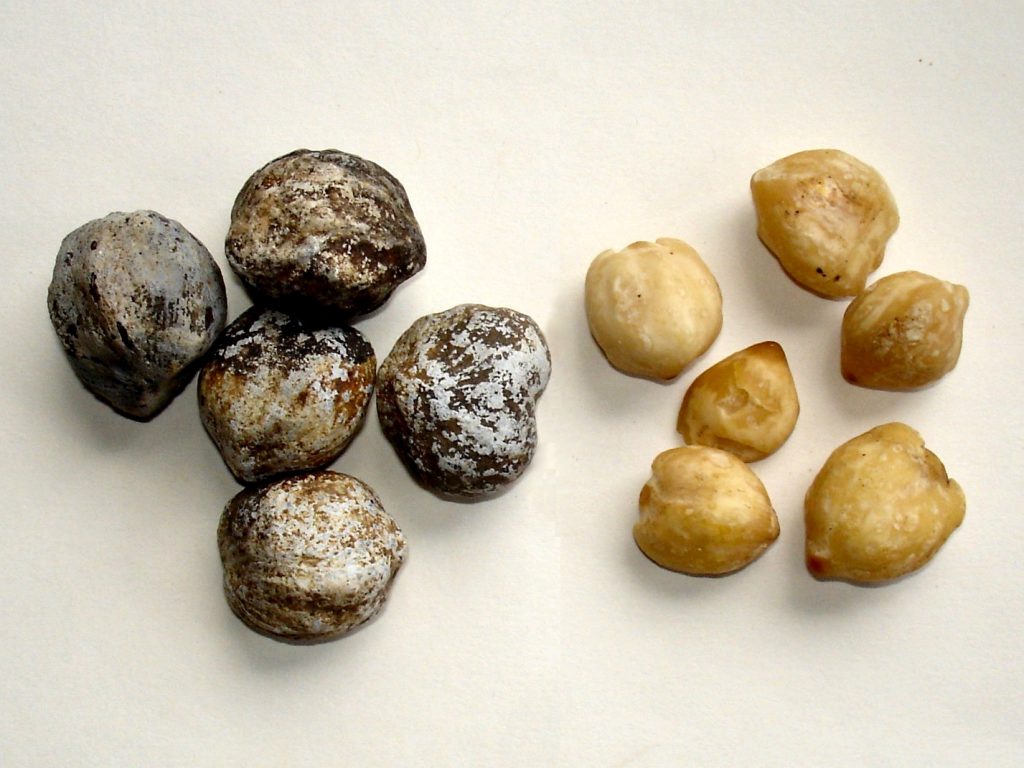 15 Amazing Health Benefits of Candlenuts You Should Not Ignore