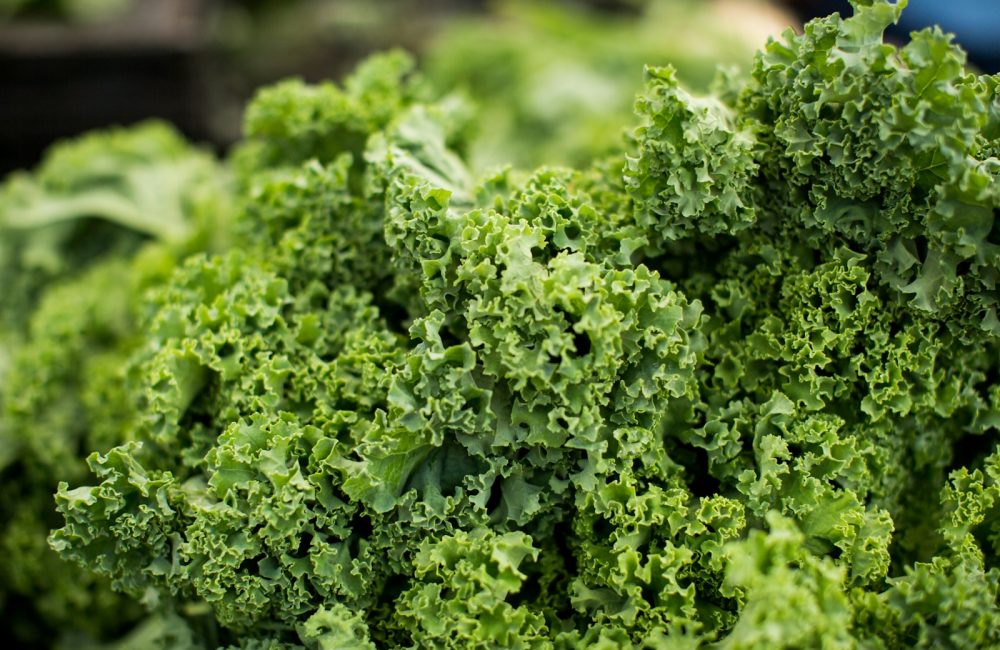 macro shot photography of kale
