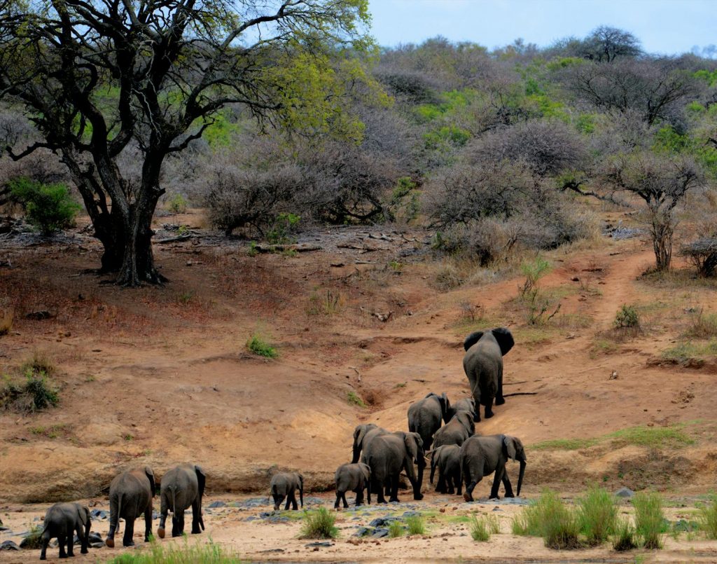10 Best Countries to Visit in Africa 3 Elephants on Brown Mountain