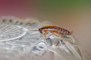 Why Are Cockroaches So Hard to Get Rid Of?