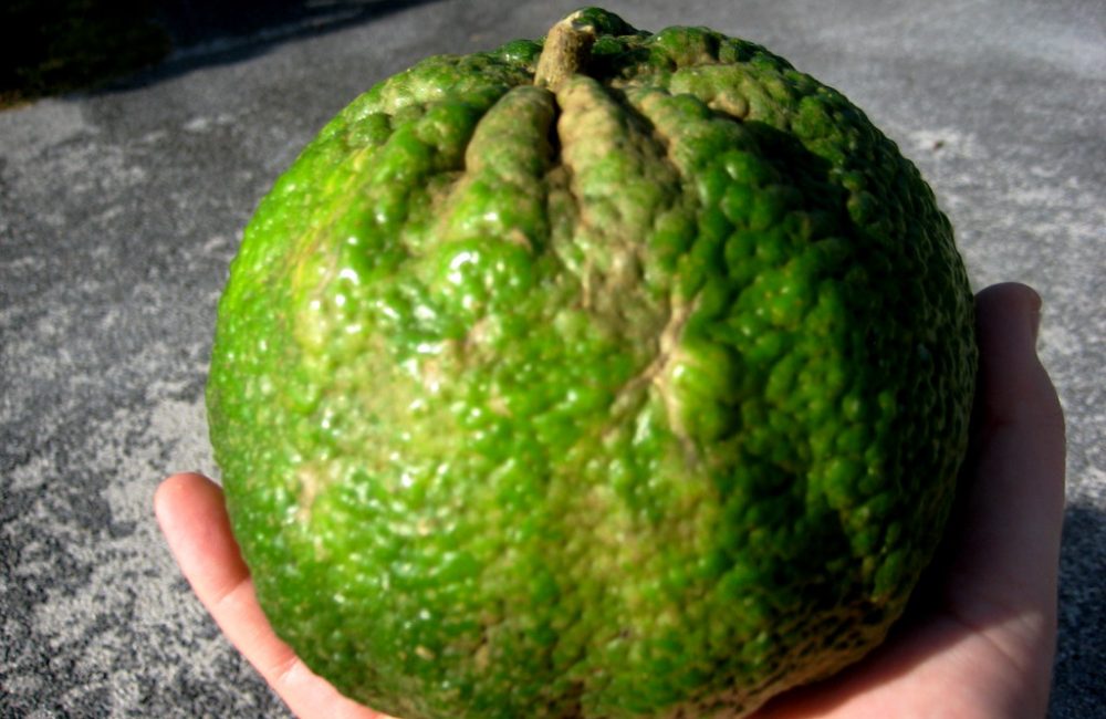Is Ugli Fruit Safe For People With Diabetes?