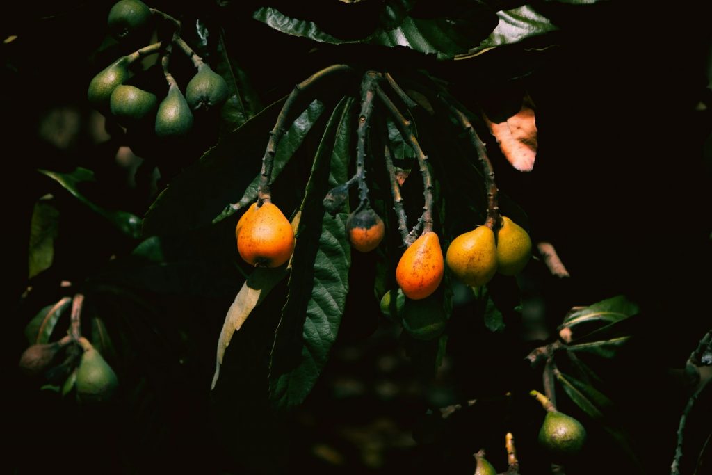 11 Best Health Benefits of Loquat for Children: A Nutrient-Rich Superfruit 1 11 Best Health Benefits of Loquat for Children: A Nutrient-Rich Superfruit