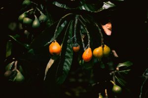 11 Best Health Benefits of Loquat for Children: A Nutrient-Rich Superfruit