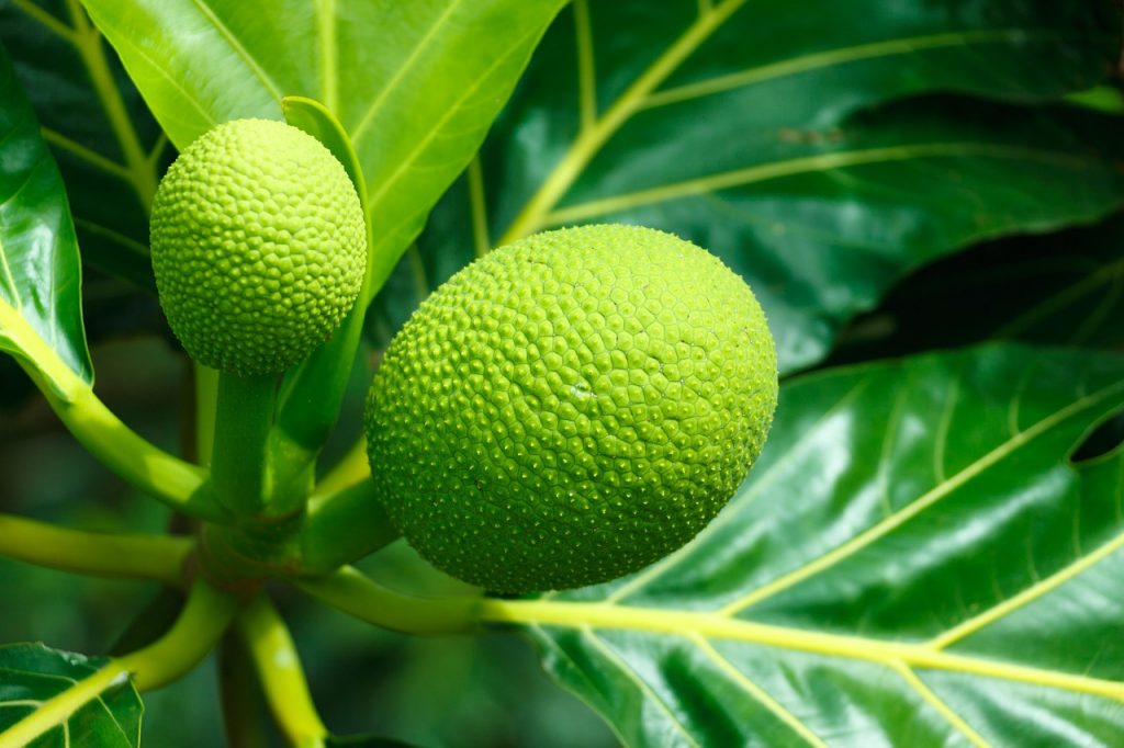 Breadnut vs. Breadfruit: Origin, Nutritional Profile, and Health Benefits 4 fruit, food, breadfruit