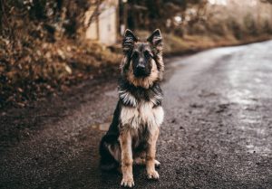 Why Does My Dog Walk in a Zigzag Pattern?