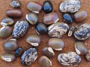 17 Surprising Health Benefits of Velvet Beans