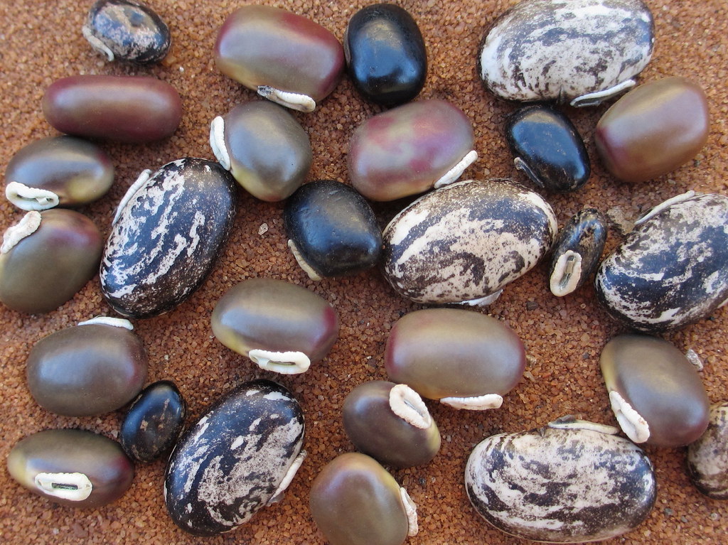 17 Surprising Health Benefits of Velvet Beans