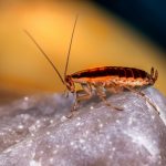 Why Are There So Many Cockroaches in Florida