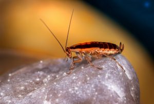 Why Are There So Many Cockroaches in Florida