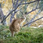 17 Crucial Things Americans Should Know Before Visiting Australia
