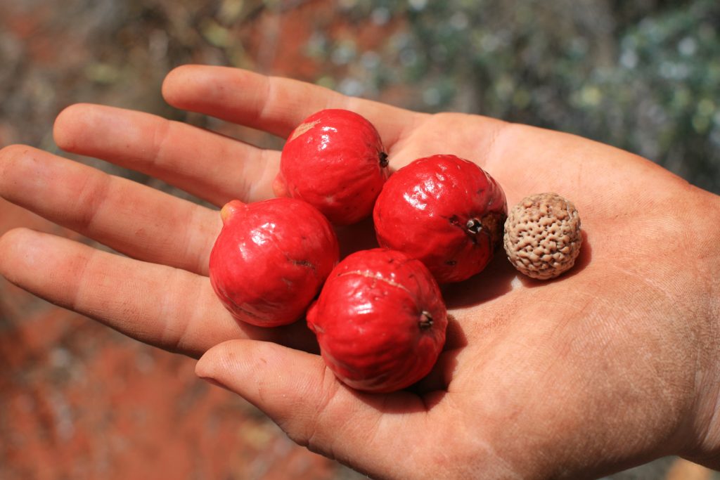 15 Amazing Health Benefits of Quandong 1 15 Amazing Health Benefits of Quandong
