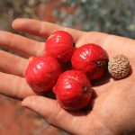 15 Amazing Health Benefits of Quandong