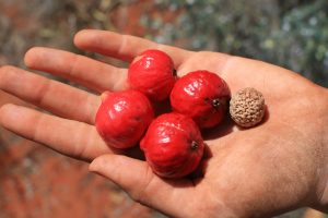 15 Amazing Health Benefits of Quandong