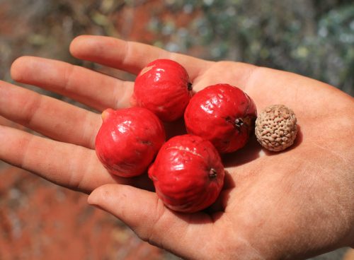 Quandong