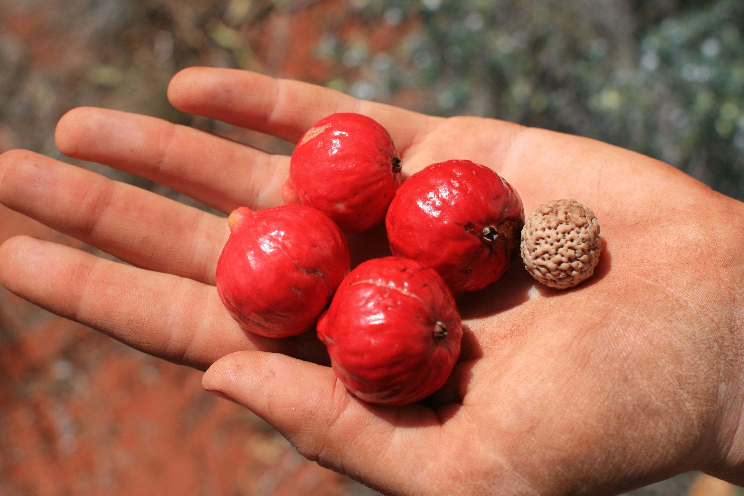 Quandong