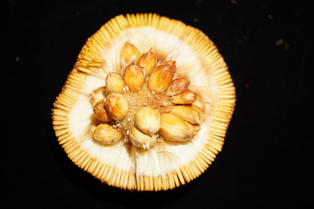 17 Amazing Health Benefits of Entawak Fruit