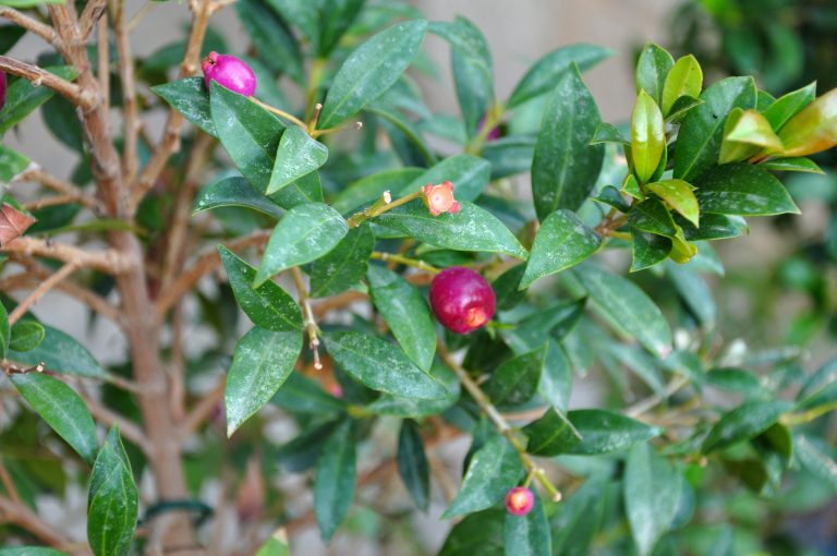 15 Amazing Health Benefits of Eating Natal Plums