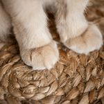 Are Natural Sisal Cat Scratching Posts Safe and Long-Lasting for Pets?