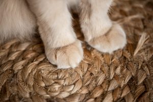 Are Natural Sisal Cat Scratching Posts Safe and Long-Lasting for Pets?