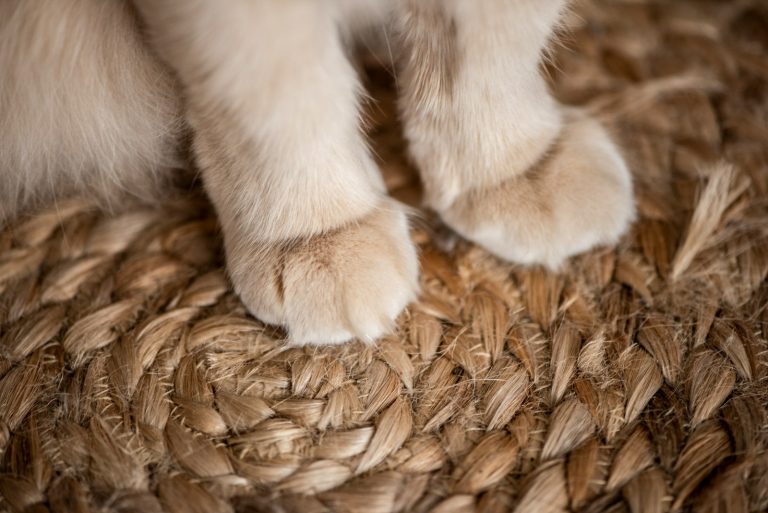 Are Natural Sisal Cat Scratching Posts Safe and Long-Lasting for Pets?