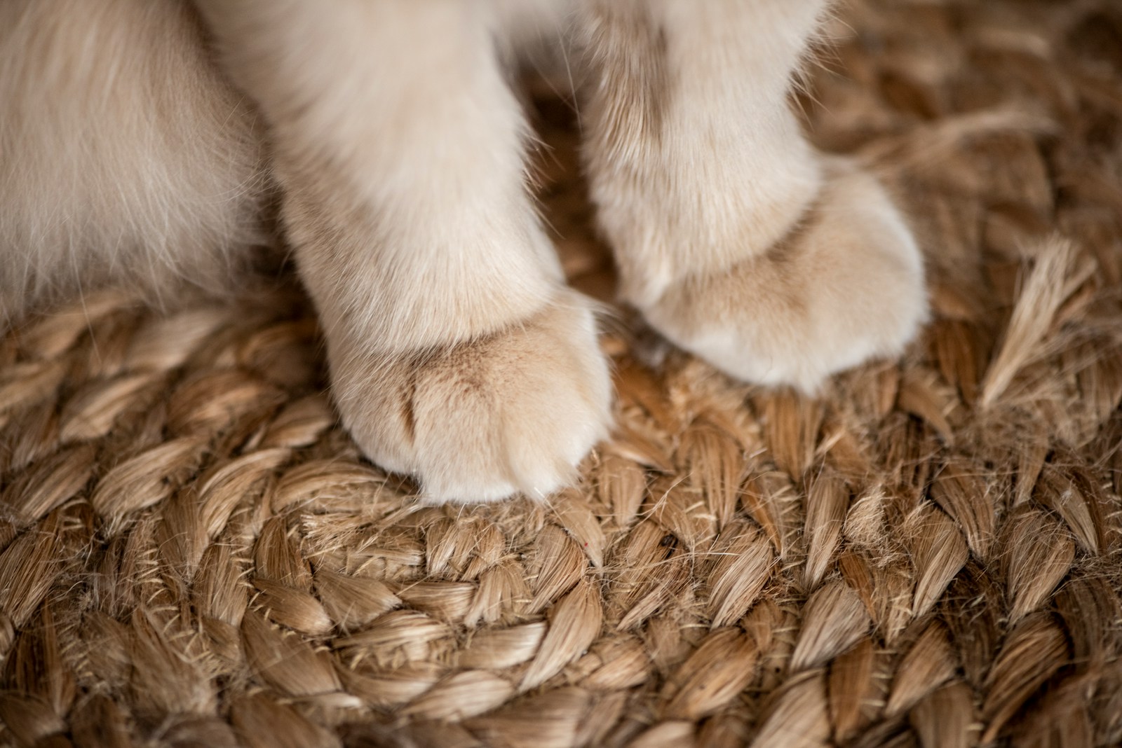 Are Natural Sisal Cat Scratching Posts Safe and Long-Lasting for Pets? 1 brown animal on brown wicker mat