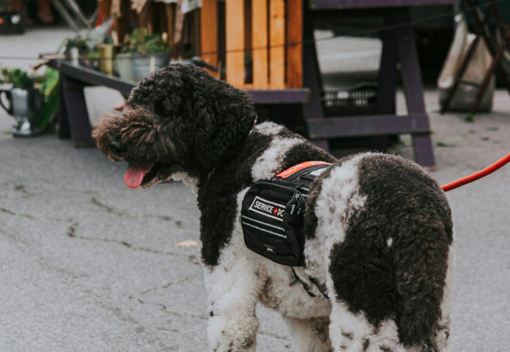 How Service Animals Enhance Life for Children with Disabilities