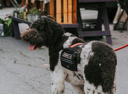 black and white curly coated small dog with black and white strap