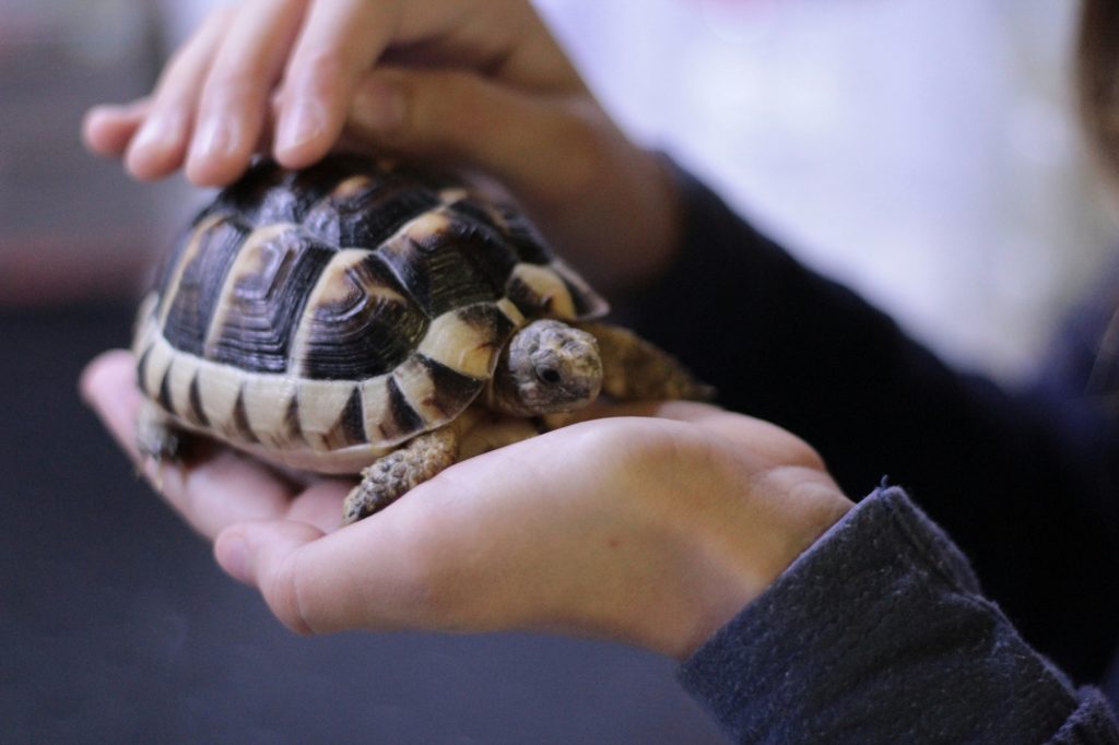 15 Unique Pets That Make Great Companions Besides Dogs and Cats