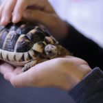 15 Unique Pets That Make Great Companions Besides Dogs and Cats