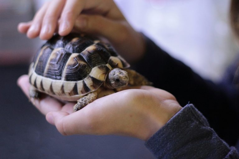 15 Unique Pets That Make Great Companions Besides Dogs and Cats