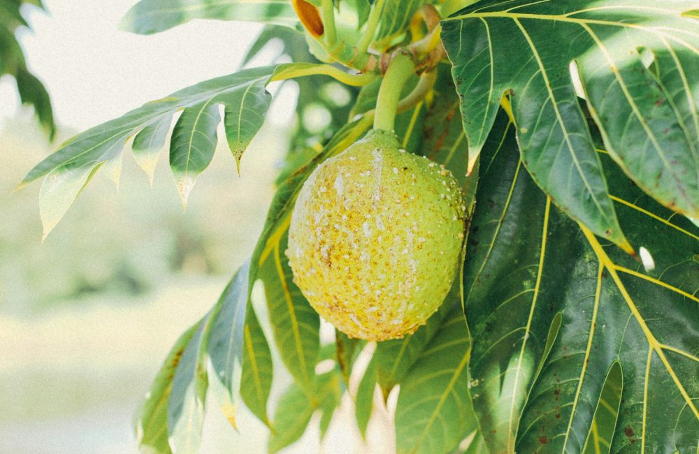 breadfruit