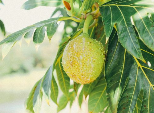 breadfruit
