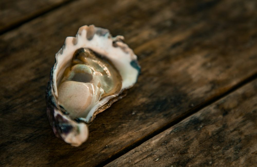 white and brown seashell on brown wooden table