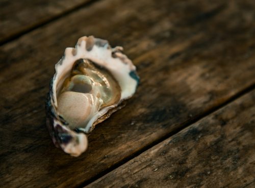 white and brown seashell on brown wooden table