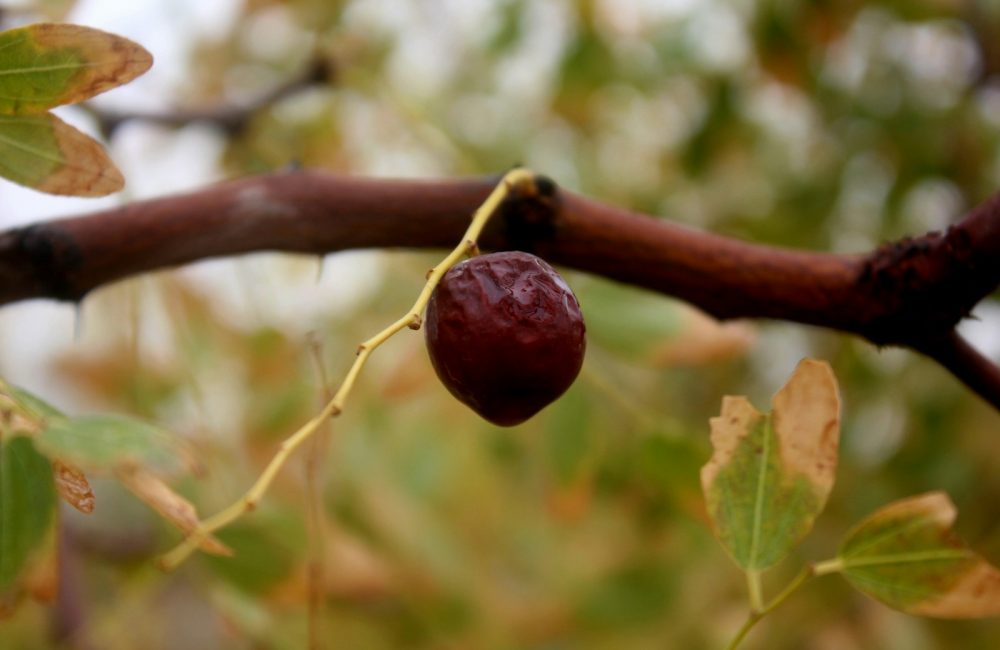jujube