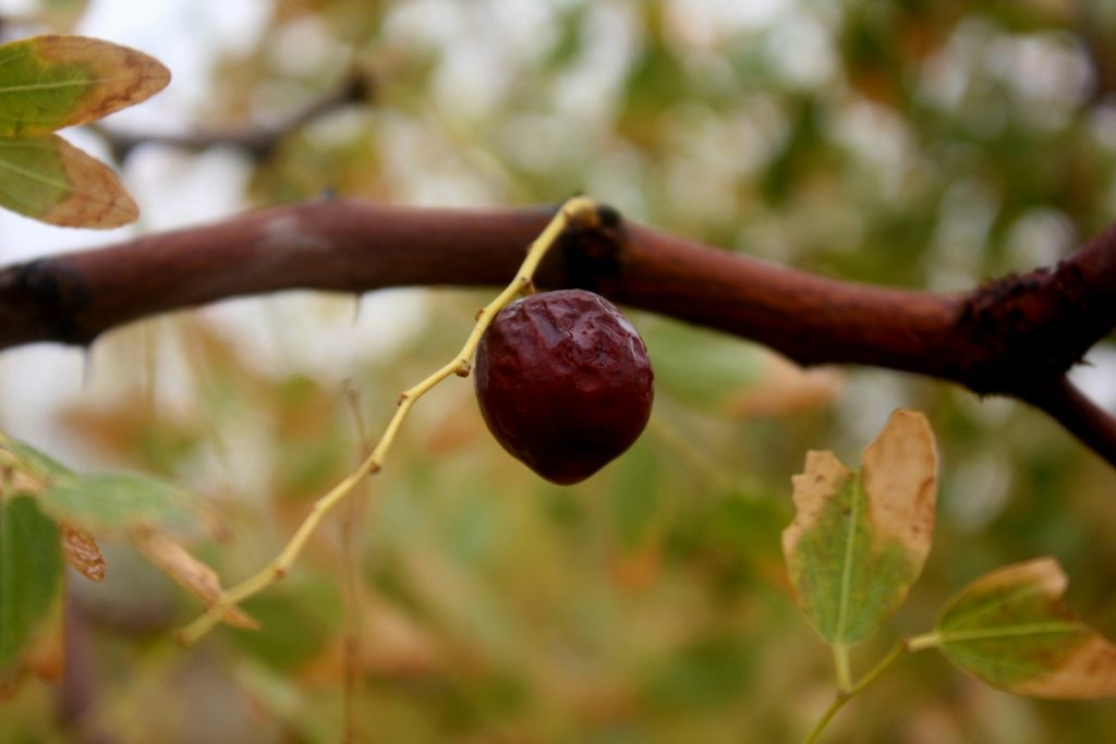 15 Best Health Benefits of Jujube: A Nutrient-Packed Fruit for Optimal Well-being