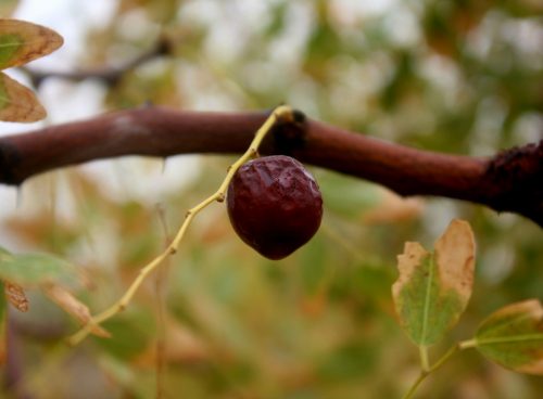 jujube